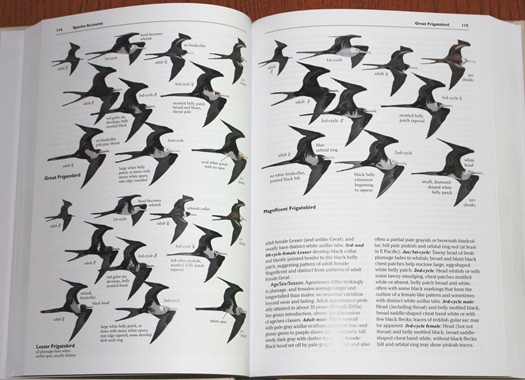 Frigatebirds from Rare Birds of North America