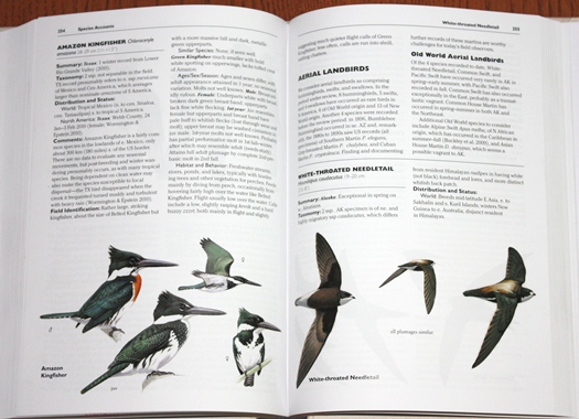 Sample from Rare Birds of North America