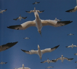 Northern Gannet photo from Remarkable Birds