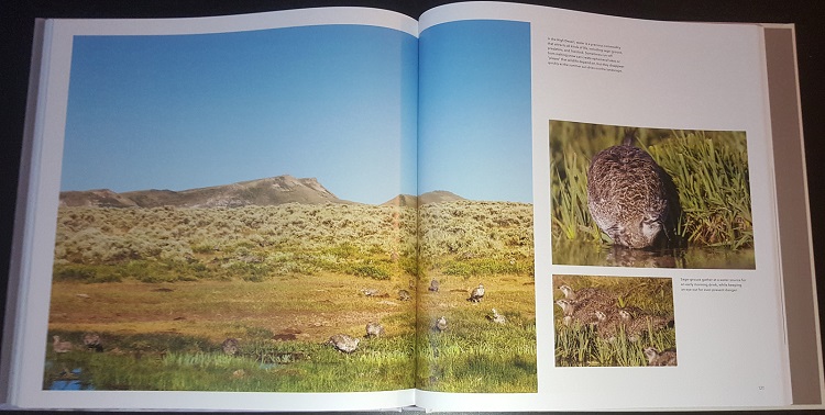 Sample from Sage Grouse: Icon of the West