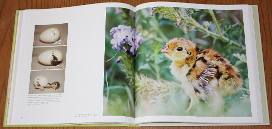 Attwater's Prairie-chicken chick from Save the Last Dance: A Story of North American Grassland Grouse