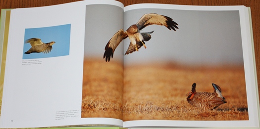 Northern Harrier diving on a Greater Prairie-chicken from Save the Last Dance: A Story of North American Grassland Grouse