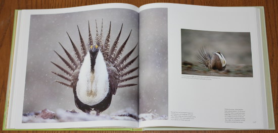 Greater Sage-grouse from Save the Last Dance: A Story of North American Grassland Grouse