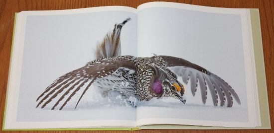 Sharp-tailed Grouse from Save the Last Dance: A Story of North American Grassland Grouse