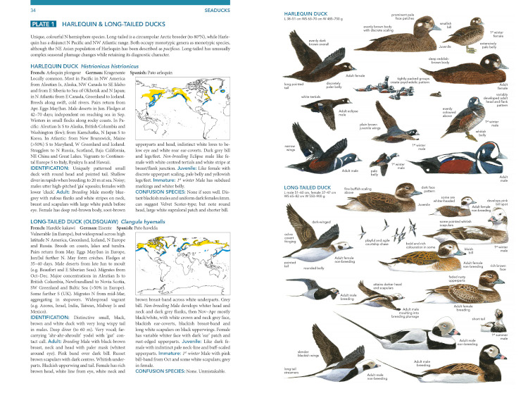 Sample from Seabirds: The New Identification Guide