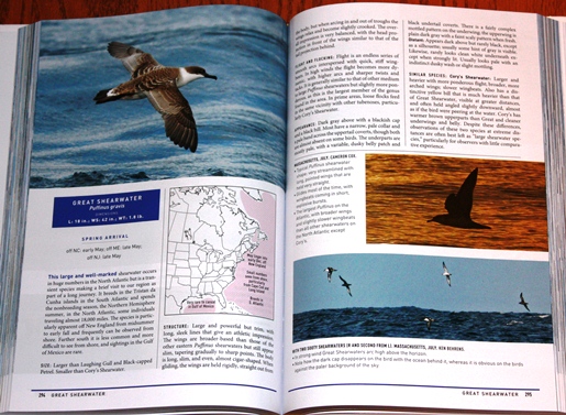 Great Shearwater from Peterson Reference Guide to Seawatching: Eastern Waterbirds in Flight