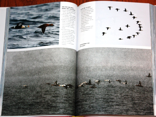 King Eider from Peterson Reference Guide to Seawatching: Eastern Waterbirds in Flight