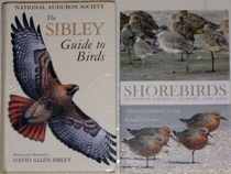comparison front view of Shorebirds of North America, Europe, and Asia: A Photographic Guide