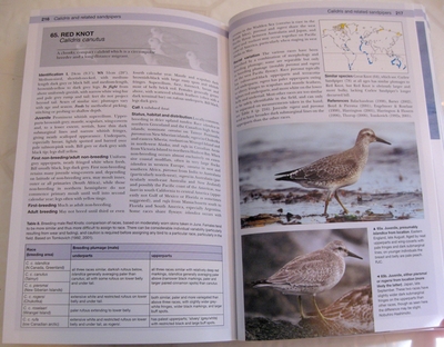 sample pages from Shorebirds of North America, Europe, and Asia: A Photographic Guide