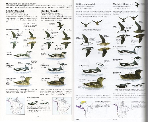 Comparison of murrelet plate between The Sibley Guide to Birds first and second editions