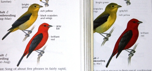 Comparison of Scarlet Tanagers between The Sibley Guide to Birds first and second editions