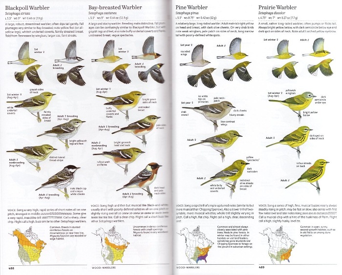 Blackpoll, Bay-breasted, Pine, and Prairie Warblers from The Sibley Guide to Birds (Second Edition)