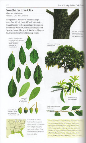 Southern Live Oak from The Sibley Guide to Trees