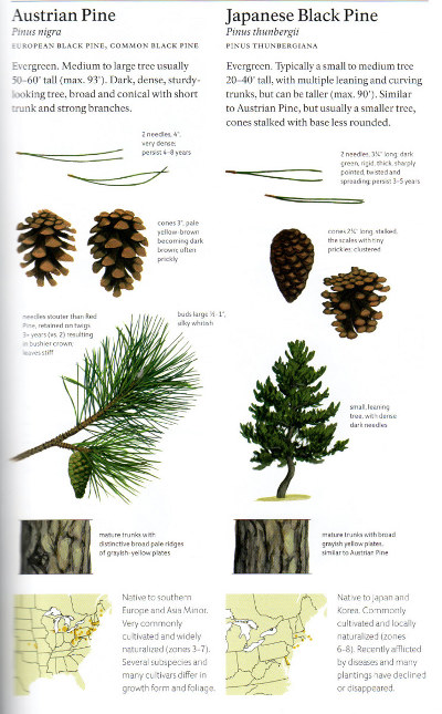 Sample pines from The Sibley Guide to Trees