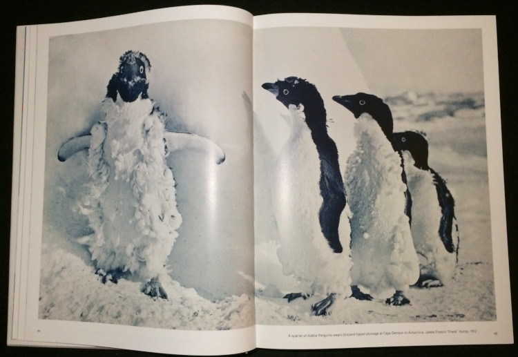 Adelie Penguins from The Splendor of Birds: Art and Photographs From National Geographic
