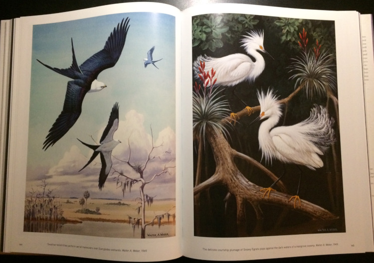 Paintings by Walter Weber from The Splendor of Birds: Art and Photographs From National Geographic