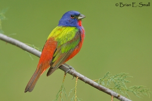 Painted Bunting from Birds of Eastern / Western North America: A Photographic Guide