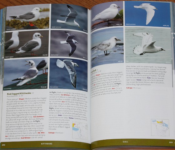 Sample gulls from Stokes Field Guide to the Birds of North America