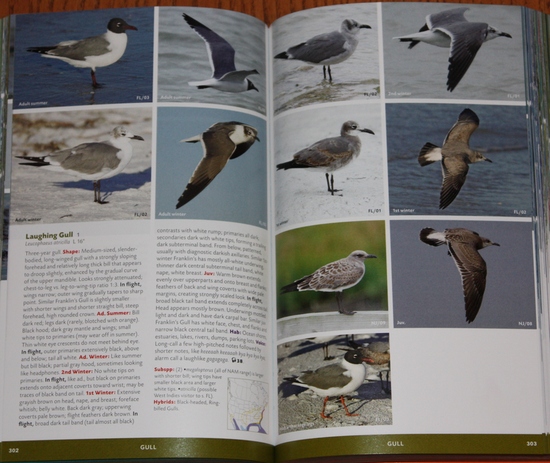 Laughing Gull from Stokes Field Guide to the Birds of North America