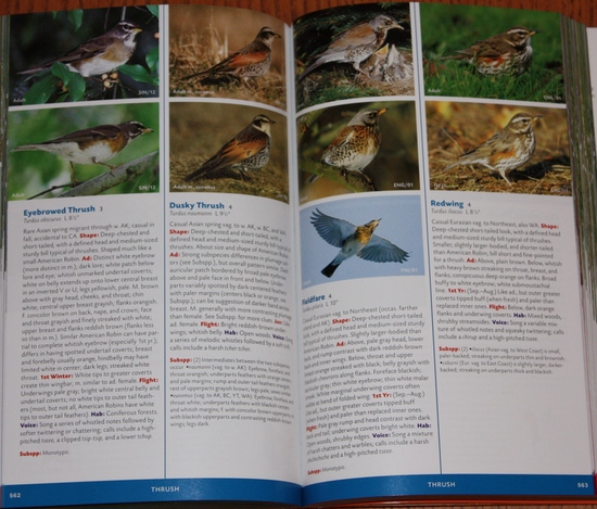 Sample thrushes from Stokes Field Guide to the Birds of North America