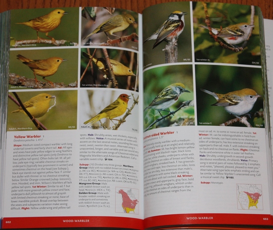 Sample warblers from Stokes Field Guide to the Birds of North America