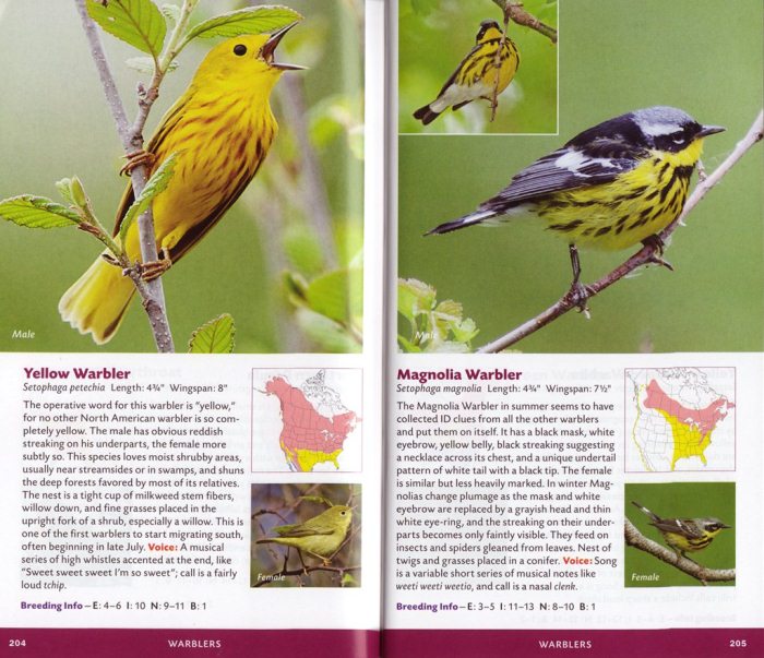 Yellow and Magnolia Warblers from The Stokes Essential Pocket Guide to the Birds of North America