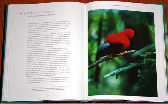 Andean Cock-of-the-Rock from Tales of Remarkable Birds