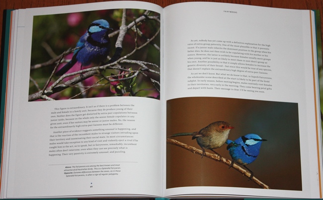 Fairywrens from Tales of Remarkable Birds