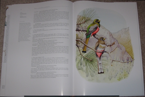 Elegant Trogon art from Trogons: A Natural History of the Trogonidae