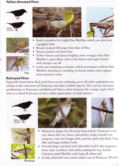 Similar Non-warbler account from The Warbler Guide