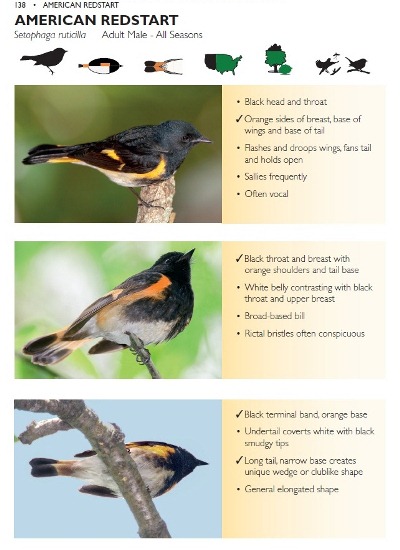 American Redstart species account from The Warbler Guide