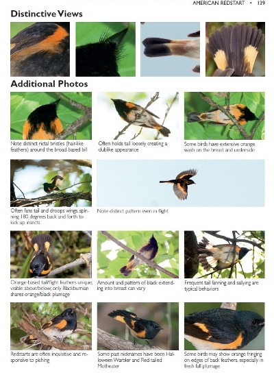 American Redstart additional photos from The Warbler Guide