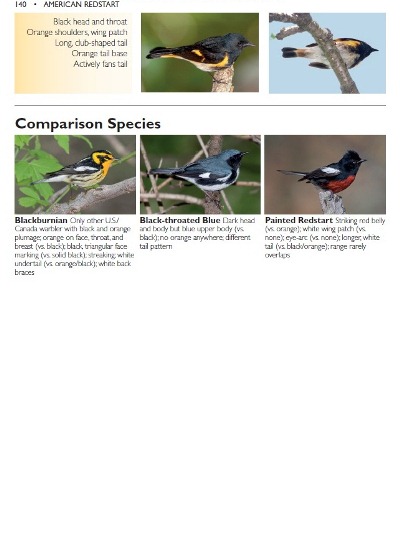American Redstart comparison species from The Warbler Guide
