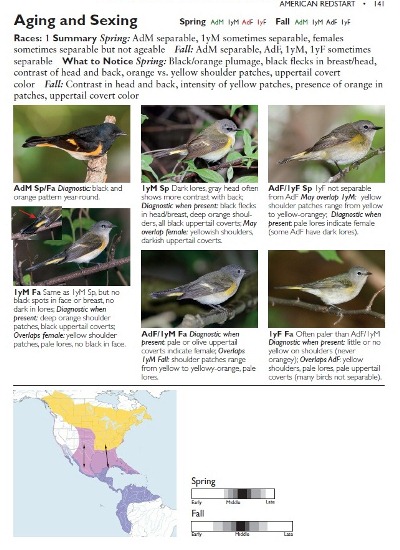 American Redstart ageing from The Warbler Guide