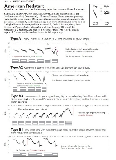 American Redstart vocalizations from The Warbler Guide