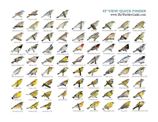 45 degree Quick Finder from The Warbler Guide