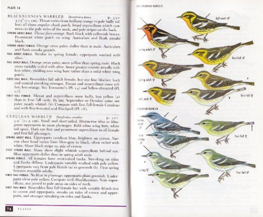Sample plate from A Field Guide to Warblers of North America
