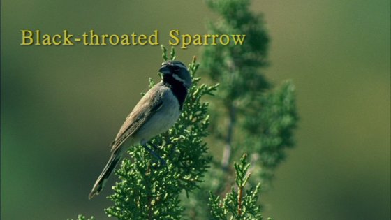 Black-throated Sparrow from Watching Sparrows DVD