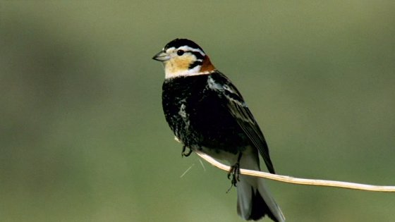 Chestnut-collared Longspur from Watching Sparrows DVD