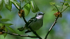 Cerulean Warbler from Watching Warblers DVD