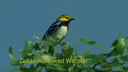 Golden-cheeked Warbler from Watching Warblers DVD