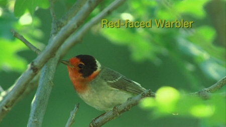 Red-faced Warbler from Watching Warblers DVD