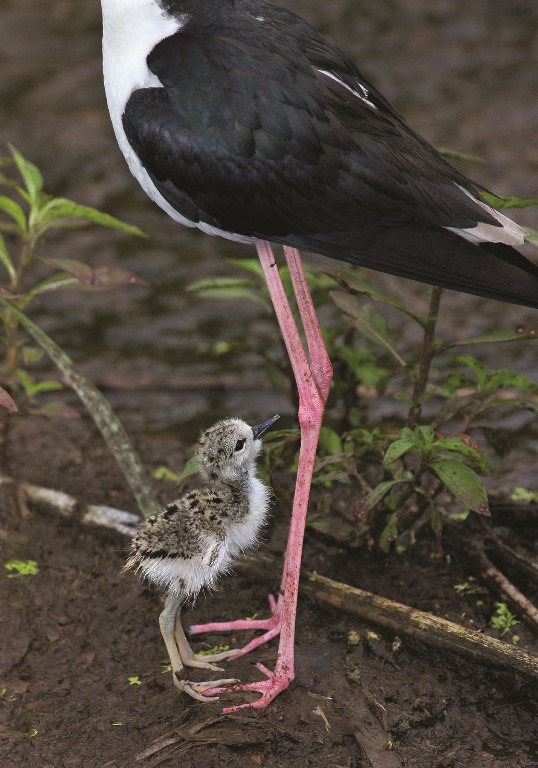 Black-necked Stilts from Water Babies: The Hidden Lives of Baby Wetland Birds