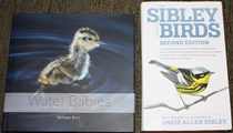 comparison front view of Water Babies: The Hidden Lives of Baby Wetland Birds