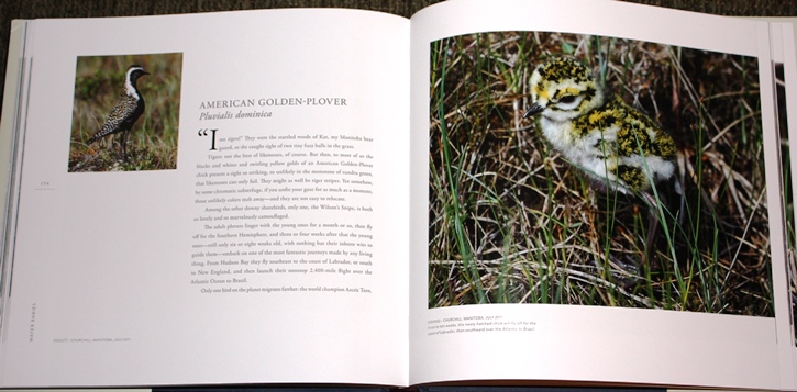American Golden-plover from Water Babies: The Hidden Lives of Baby Wetland Birds
