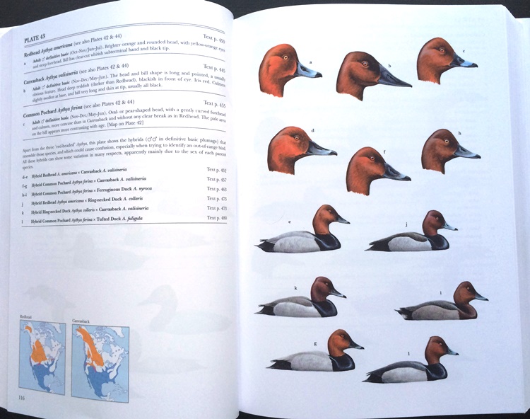 Heads and hybrids from Waterfowl of North America, Europe, and Asia: An Identification Guide