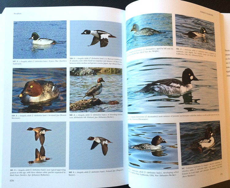 Sample from Waterfowl of North America, Europe, and Asia: An Identification Guide