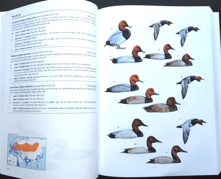 Sample from Waterfowl of North America, Europe, and Asia: An Identification Guide