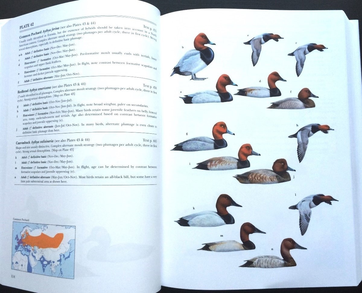 Asian Duck Species