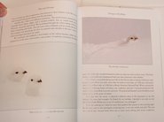 Sample from White-tailed Ptarmigan: Ghosts of the Alpine Tundra